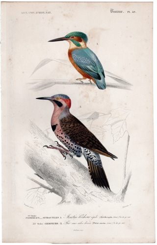 Kingfisher Northern Flicker or Yellowhammer